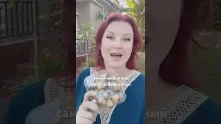 Супер экзотика на Филиппинах! 