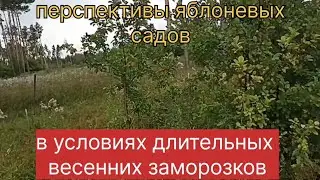 Перспективы яблоневых садов в условиях длительных весенних заморозков.