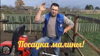 Посадка малины!#мототрактор #фреза #сад #огород.