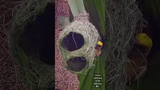The Master Weavers of the Wild 🏡🕊️ 