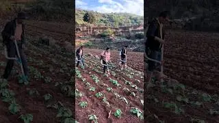 Fertilizing Bean Fields 