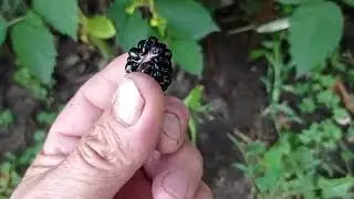 Ожина,огляд сортів та плодоношення......