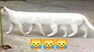 قطط مضحكة جدا#قطط #ضحك #funny