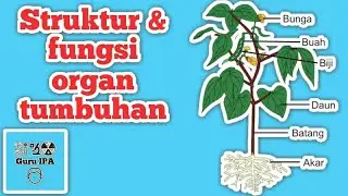 Struktur dan Fungsi Organ Pada Tumbuhan  ( Akar Batang Daun Bunga Buah Biji )