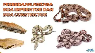 Perbedaan Boa imperator dan Boa constrictor | Difference Between Boa imperator and Boa constrictor 🐍
