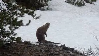 Otter in the snow