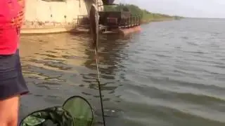 ловим белого амура