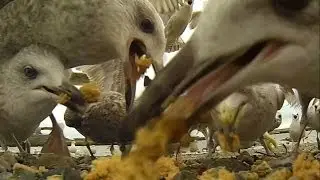 Caught in the act: angry birds attack. Super slow motion.