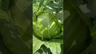 Почему кочаны капусты лопаются