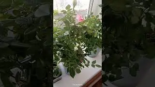 Окна на работе) апрель 24