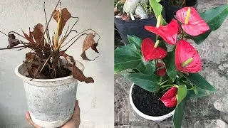 Revive anthurium from a dry plant into a lush flowering plant