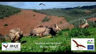 La comunidad de aves en el comedero para aves necrófagas de Valencia del Mombuey.