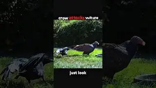 Brain Beats Brawn: Crow Wins! 