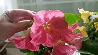 Суперцветение Абутилона.