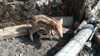 Логово Кабана