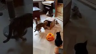 Приют " Кошкин дом" - КОТЁНКО ИЗ КОРОБЧОНКИ