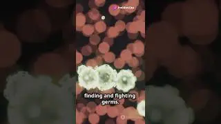 Your Immune System: How It Works 🔬💪 #immunesystem #health #wellness #immunity