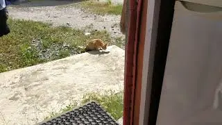 Кошкаролик.