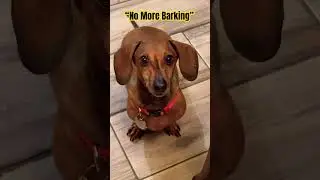 Dachshund Loves to Bark, but Momma said NO MORE!! #Shorts #dachshund