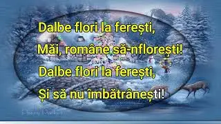 Dalbe flori la feresti