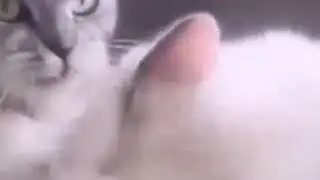Top funny videos| Cat betrayed by its lover| Heart breaking😢
