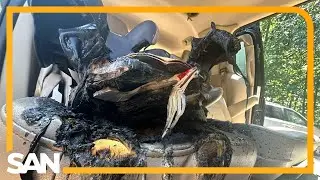 Children’s book blamed for battery fire, publishers dispute the findings