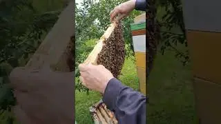 Full version - Shestiramochnik, honey record, July 2022.