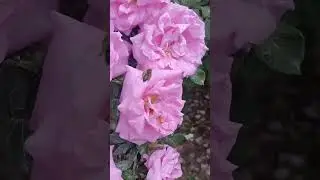 Что за дивный аромат, излучает этот сад... 🌺