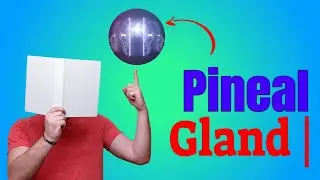 Pineal Gland | Human Brain Circumventricular Organ