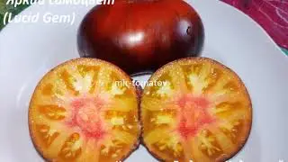 Хиты 19 года: Томаты в разрезе (часть 2)