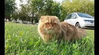Как мой кот Тедди проводит время
