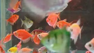 Мальки меченосцев Гуппи на нерест Анциструс мальки Яркие рыбки