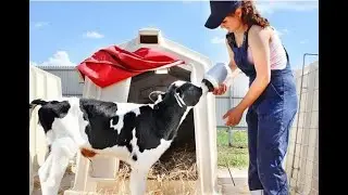 А мамкой может быть и соска.