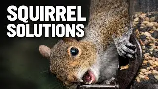 How to Stop Squirrels from Bird Feeders | 4 Best Squirrel Solutions for Fall Bird Feeding