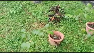 Rasa Epal(x tau nama pokok apa)#shorts#