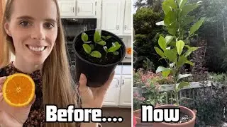 Repotting Citrus & Update From Planting By Seed! Lemons & Oranges | Simply Bloom