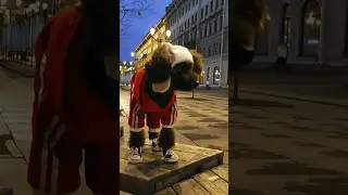 🐩 poodle walking in windy weather