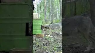 Волк на приваде. Wolf on the bait. 