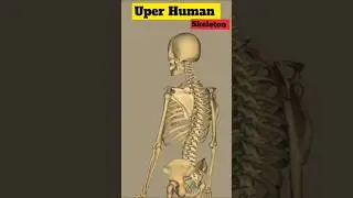 What's Inside YOUR Human Skeleton ?  