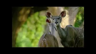 5K African Wildlife Documentary Film Mana Pools National Park, Zimbabwe, Africa 1 HR