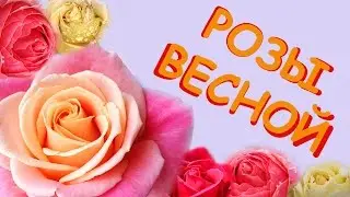 Roses in Spring