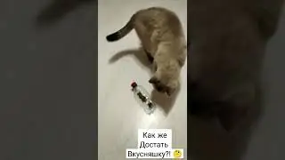 Каспер и вкусняшки❤ 