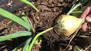 2020.07.26 Vegetable Garden Update, The Harvest Begins