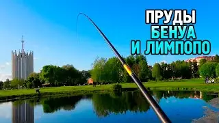 Попутная рыбалка #3. Пруды Бенуа и Лимпопо.