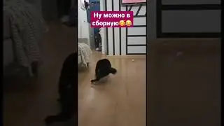 Кошачий футболист😂 #cat #cats #кот #коты #котики #catshorts