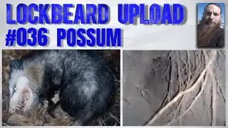 UPLOAD #036.  Possum