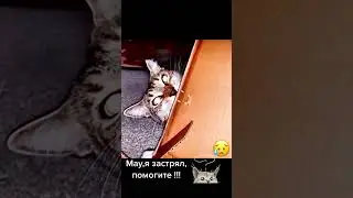 мяу, я застрял, помогите!)
