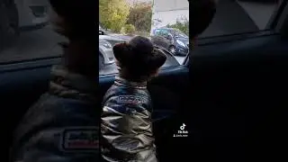 собака Чуча сама открывает окно в машине 😆