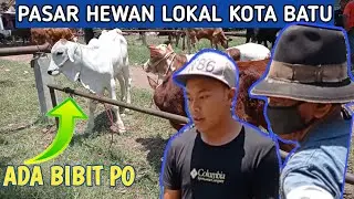 Update Harga Sapi Bibitan di Pasar Sapi Lokal Kota Batu, Ada Sapi PO dan  sapi Carolish Santa