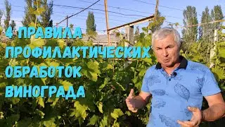 4 rules for preventive treatment of grapes
